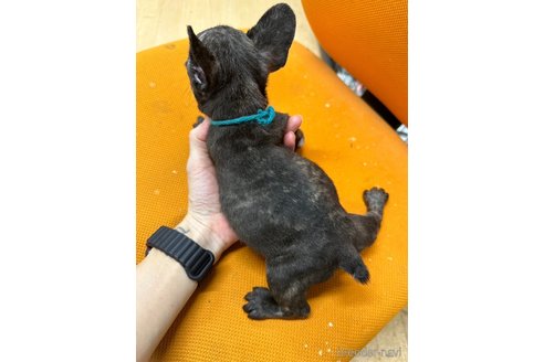 販売中の千葉県のフレンチブルドッグ-325011の30枚目