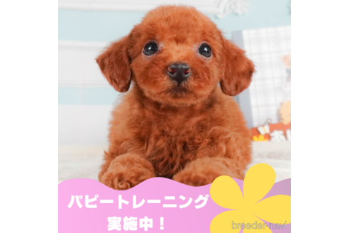 成約済の静岡県のトイプードル-325010の1枚目