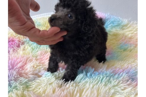 成約済の茨城県のトイプードル-325021の6枚目