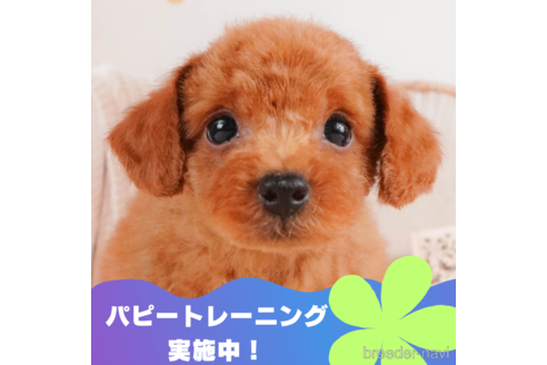 成約済の静岡県のトイプードル-325012の1枚目