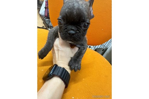 成約済の千葉県のフレンチブルドッグ-325013の13枚目