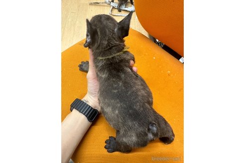 成約済の千葉県のフレンチブルドッグ-325013の15枚目