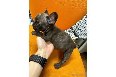 販売中の千葉県のフレンチブルドッグ-325015の29枚目