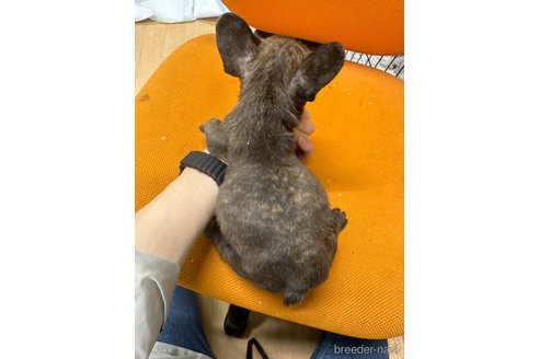 販売中の千葉県のフレンチブルドッグ-325015の27枚目