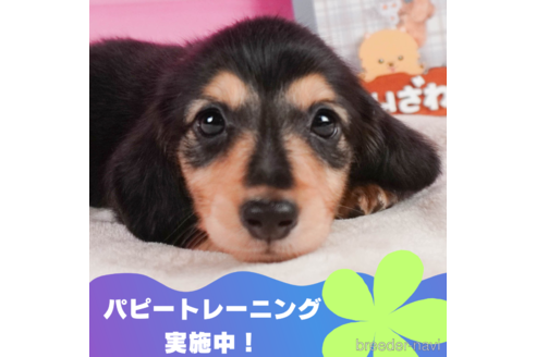 成約済の静岡県のミニチュアダックスフンド(ロングヘアード)-325017の1枚目