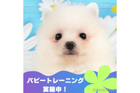 成約済ののポメラニアン-325020