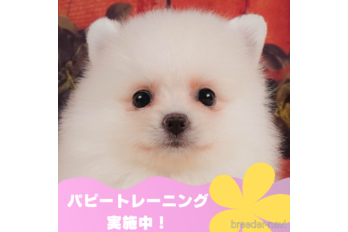 成約済の静岡県のポメラニアン-325023の1枚目