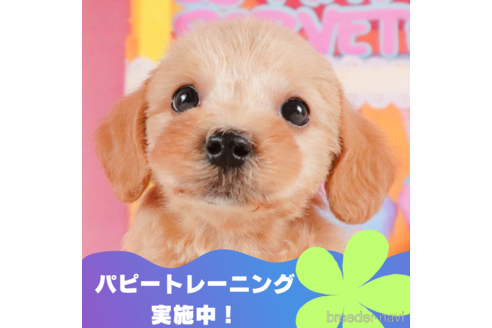 成約済の静岡県のマルプー:マルチーズ×トイプードル-325025の1枚目