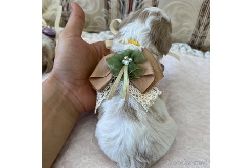 成約済の大阪府のミックス犬-322202の2枚目