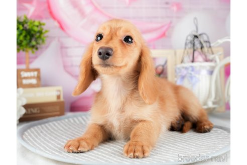 成約済の茨城県のミニチュアダックスフンド(ロングヘアード)-320763の3枚目