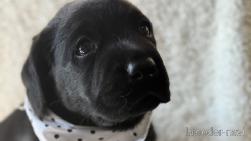 成約済の滋賀県のラブラドールレトリーバー-322754の1枚目