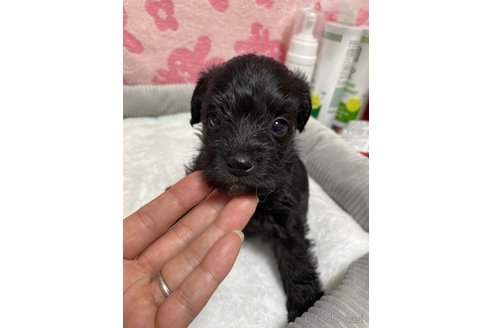 成約済の岡山県のミックス犬-325072の1枚目