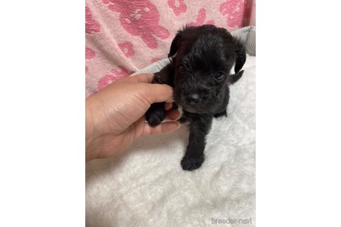 成約済の岡山県のミックス犬-325072の3枚目