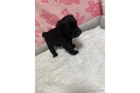 成約済の岡山県のミックス犬-325073の1枚目