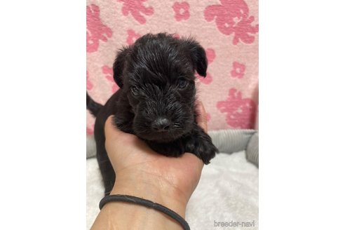 成約済の岡山県のミックス犬-325073の2枚目