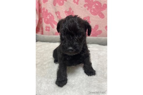 成約済の岡山県のミックス犬-325073の3枚目