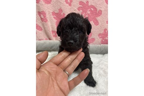 成約済の岡山県のミックス犬-325074の1枚目