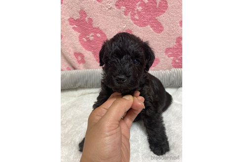 成約済の岡山県のミックス犬-325074の2枚目