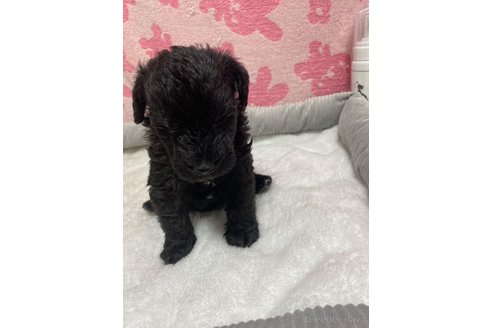 成約済の岡山県のミックス犬-325074の3枚目