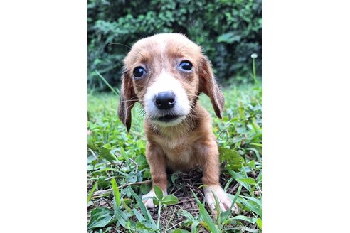 成約済の神奈川県のミックス犬-318214の6枚目