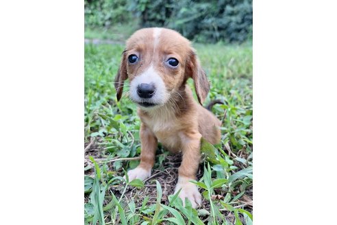 成約済の神奈川県のミックス犬-318214の4枚目