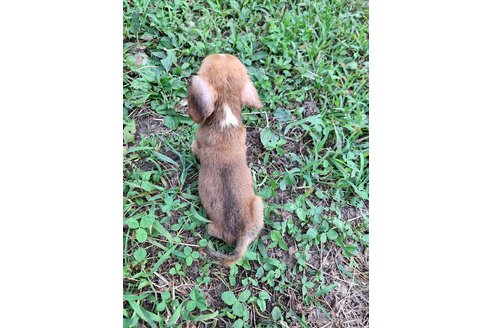 成約済の神奈川県のミックス犬-318214の2枚目