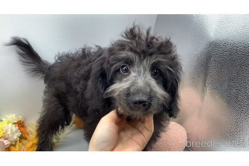 成約済の東京都のミックス犬-313005の21枚目