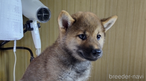 成約済の秋田県の柴犬-316957の1枚目