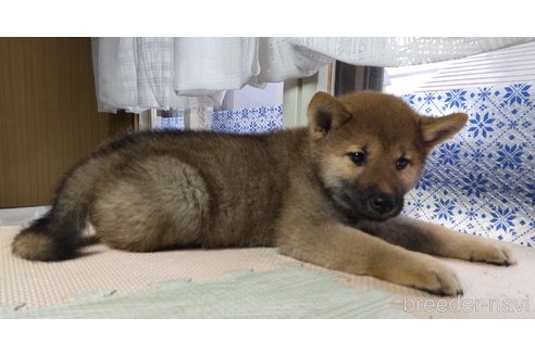 成約済の秋田県の柴犬-316957の5枚目