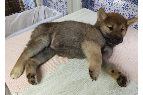 成約済の秋田県の柴犬-316957の4枚目