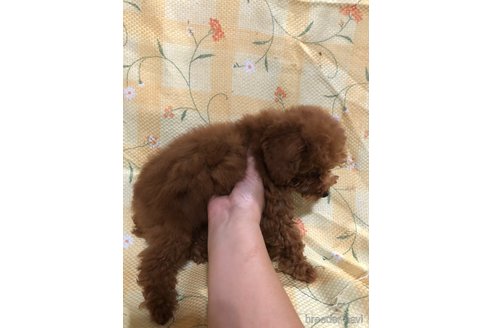 成約済の兵庫県のトイプードル-316021の9枚目