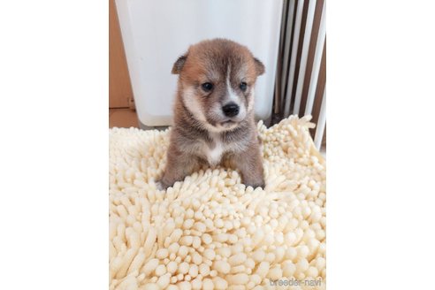 成約済の高知県の豆柴-323155の4枚目