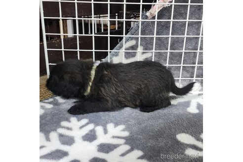 成約済の岡山県のミックス犬-321068の4枚目