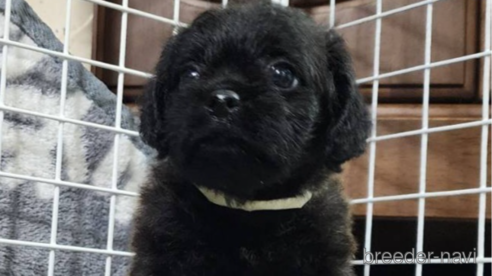 成約済の岡山県のミックス犬-321068の3枚目