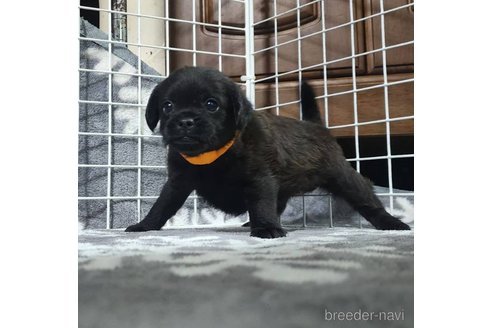 成約済の岡山県のミックス犬-321064の6枚目