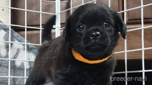 成約済の岡山県のミックス犬-321064の5枚目