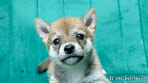 成約済の茨城県のミックス犬-323706の2枚目