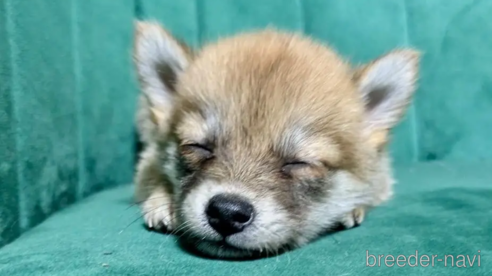 成約済の茨城県のミックス犬-323705の2枚目