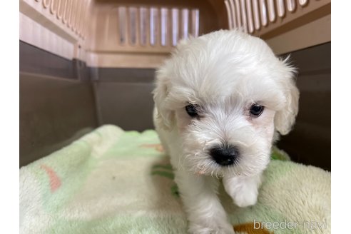 成約済の愛媛県のマルプー:マルチーズ×トイプードル-325205の4枚目