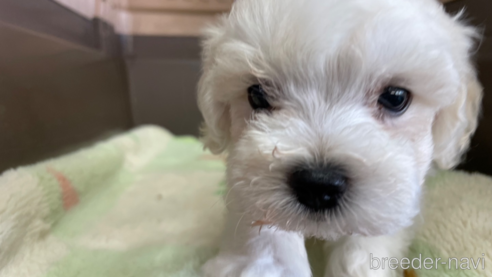 成約済の愛媛県のマルプー:マルチーズ×トイプードル-325205の3枚目