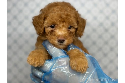 成約済の東京都のタイニープードル-325476の2枚目