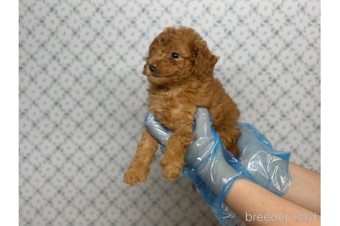 成約済の東京都のタイニープードル-325476の3枚目