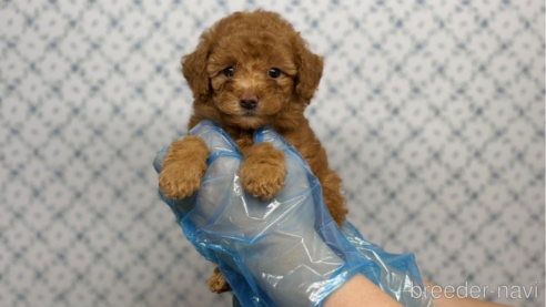 成約済の東京都のタイニープードル-325476の1枚目