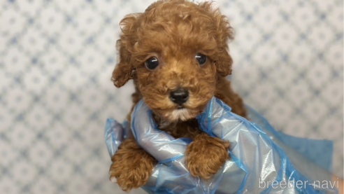 成約済の東京都のタイニープードル-325450の5枚目