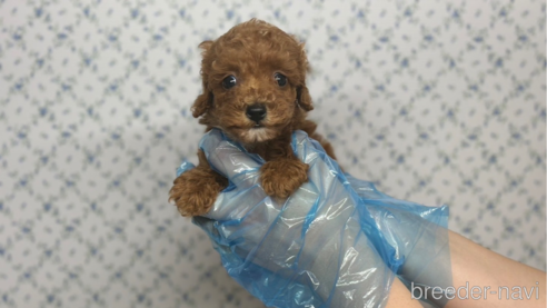 成約済の東京都のタイニープードル-325450の4枚目