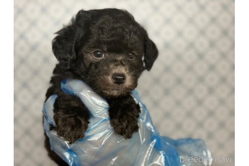 成約済の東京都のタイニープードル-325286の3枚目