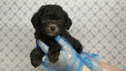 成約済の東京都のタイニープードル-325286