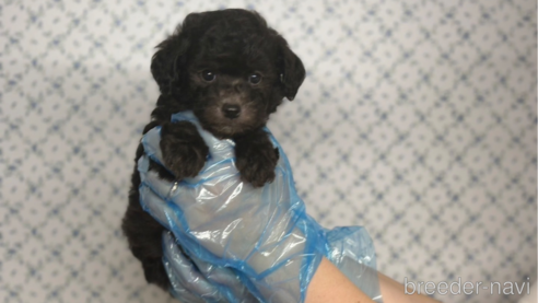 成約済の東京都のタイニープードル-325286の2枚目