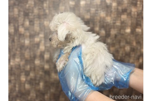 成約済の東京都のマルチーズ-325274の5枚目