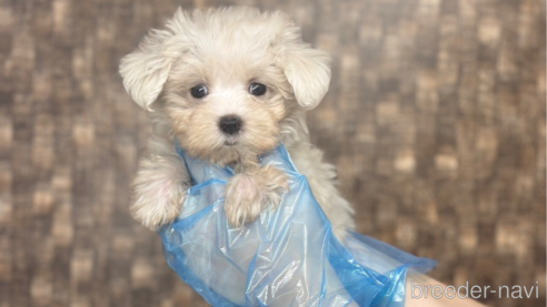 成約済の東京都のマルチーズ-325274の4枚目